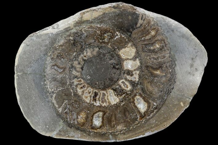 Polished Ammonite (Dactylioceras) Half - England #103779